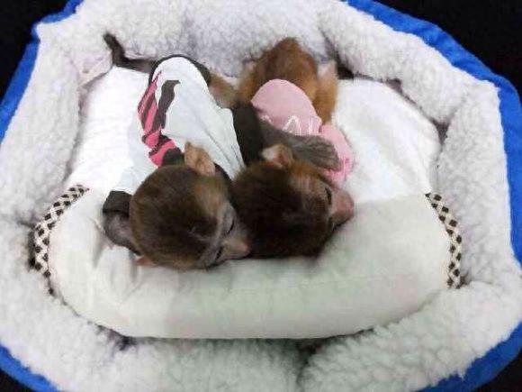 富豪圈新宠“拇指猴”，一只售价3万