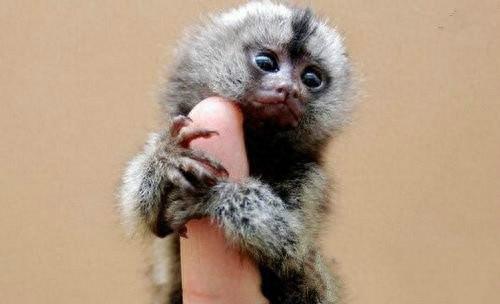 富豪圈新宠“拇指猴”，一只售价3万