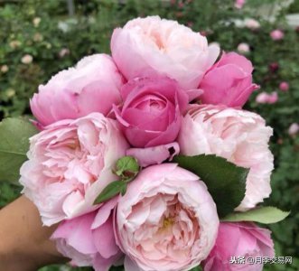 ​令人少女心爆棚的羽毛月季，南方人就爱她