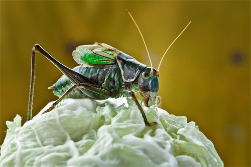 昆虫图集：蝈蝈的近亲竟然如此可怕可怕，来看看恶魔螽斯的模样吧