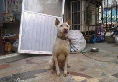 ​中国湖北黄石本土猎犬-箭毛猎犬