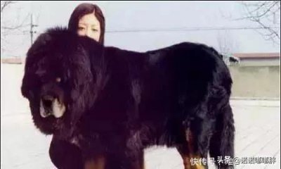 ​世界动物界十大最凶悍猛犬，中国藏獒位居榜首