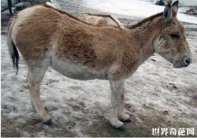 ​世界上跑的最快的十种动物 猎豹每小时115公里
