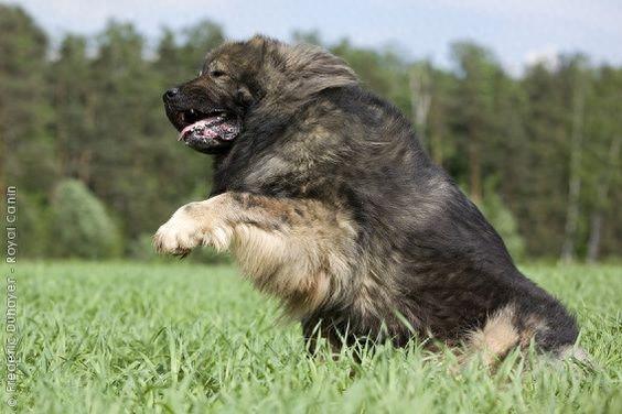 体型最大的狗狗之一,高加索犬,也是战斗民族喜欢养的彪悍土狗