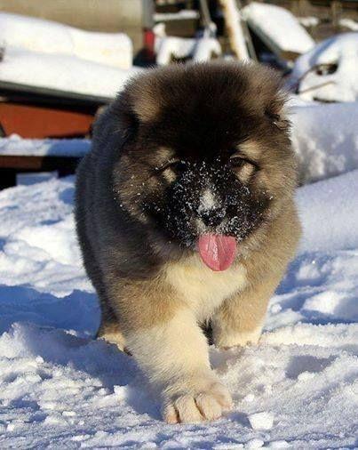 体型最大的狗狗之一,高加索犬,也是战斗民族喜欢养的彪悍土狗