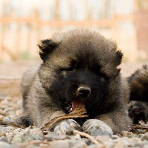 体型最大的狗狗之一,高加索犬,也是战斗民族喜欢养的彪悍土狗