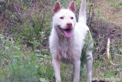 ​五种打猎最强的中国猛犬，藏獒不上榜，四川这种狗狗最厉害