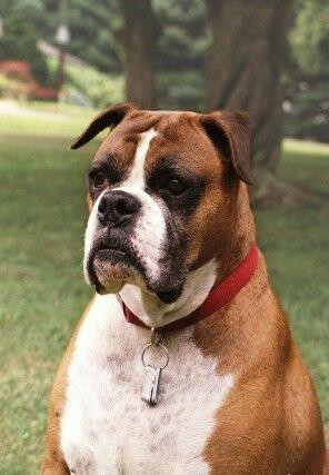 世界三大最成功的警卫犬:拳师犬，狼青，边牧堪称狗中之最