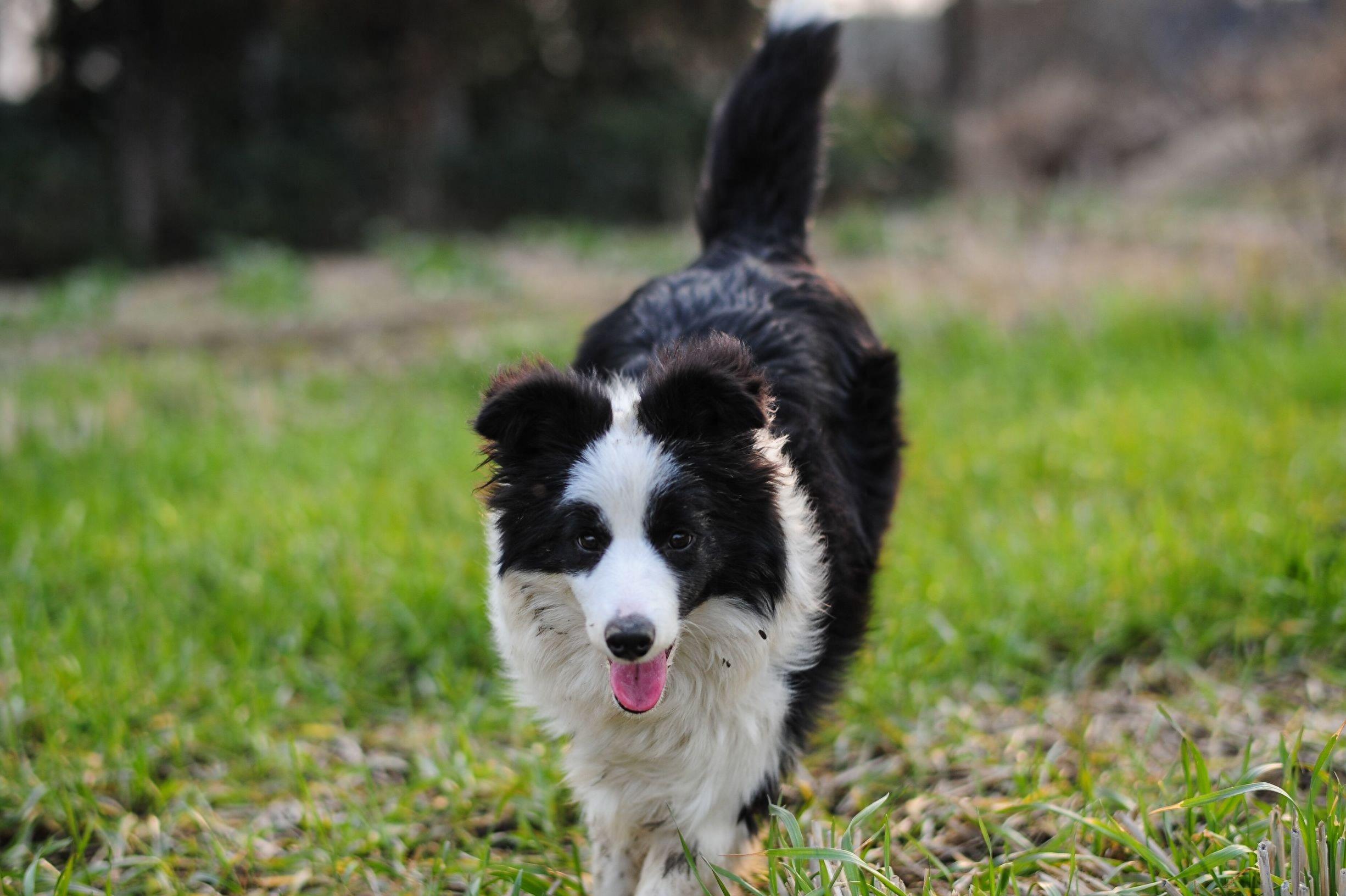 世界三大最成功的警卫犬:拳师犬，狼青，边牧堪称狗中之最