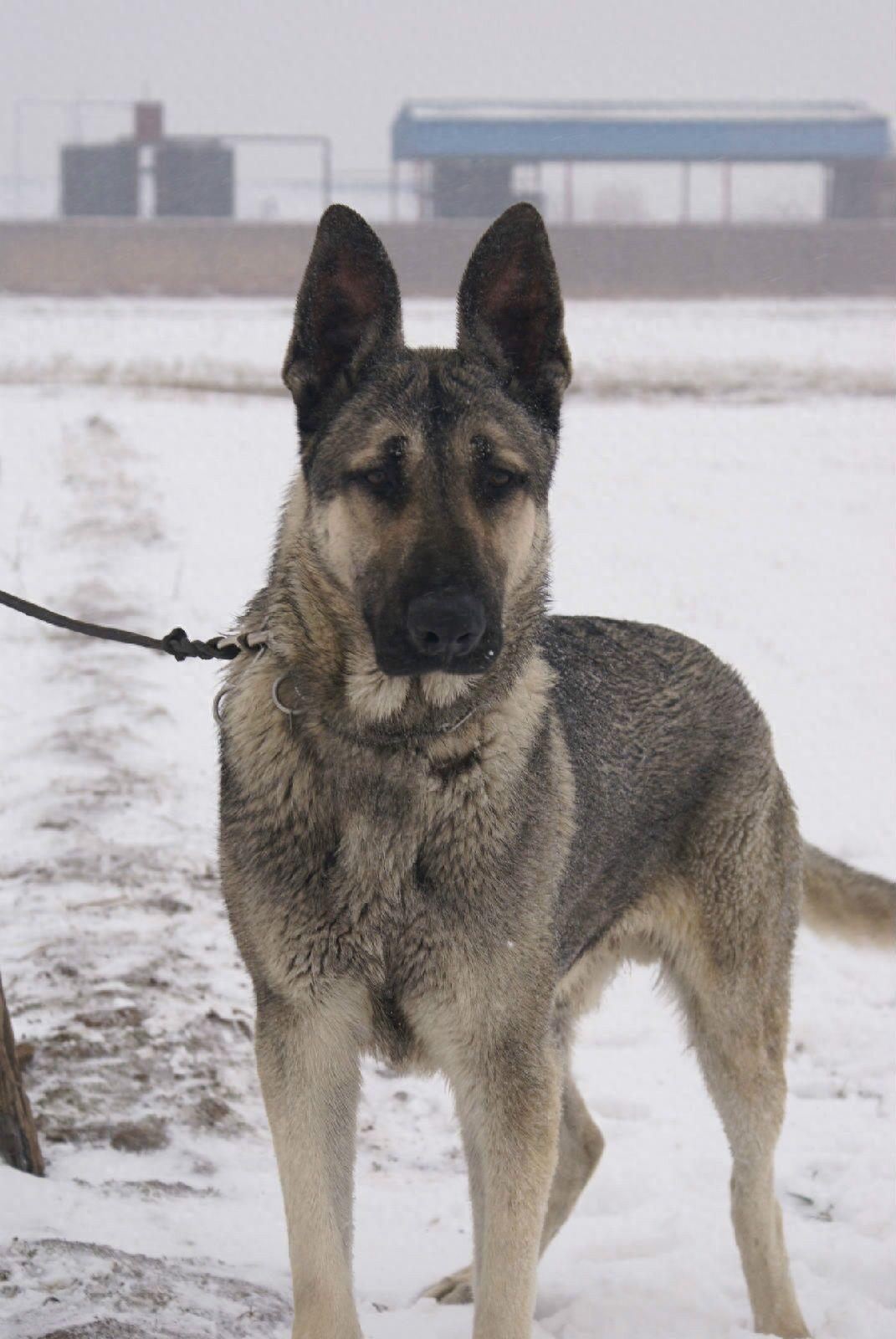 世界三大最成功的警卫犬:拳师犬，狼青，边牧堪称狗中之最