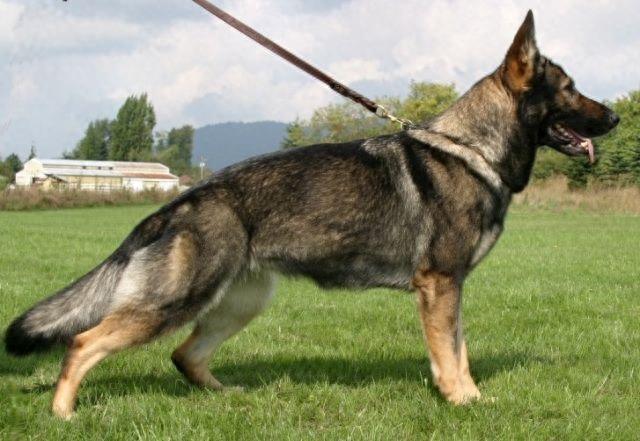 世界三大最成功的警卫犬:拳师犬，狼青，边牧堪称狗中之最