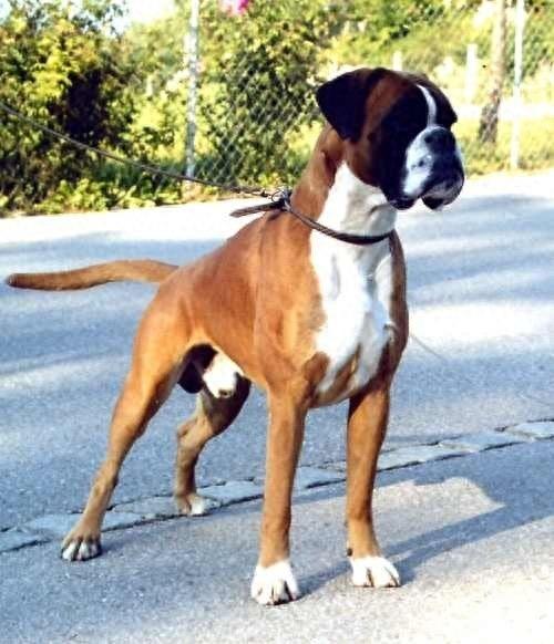 世界三大最成功的警卫犬:拳师犬，狼青，边牧堪称狗中之最