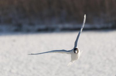 ​世界上最冷的几个国家 喜欢下雪的朋友了解一下