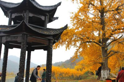 ​一入秋，千年银杏谷，又到一年最美时节，被誉为“中国银杏之乡”