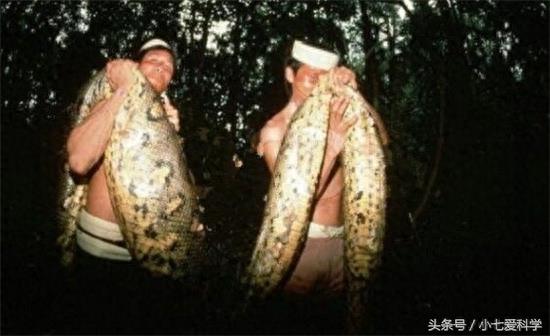 吉尼斯纪录世界最长的三条蛇：属于同一品种，它们的天敌只有人类