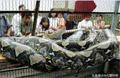 ​吉尼斯纪录世界最长的三条蛇：属于同一品种，它们的天敌只有人类