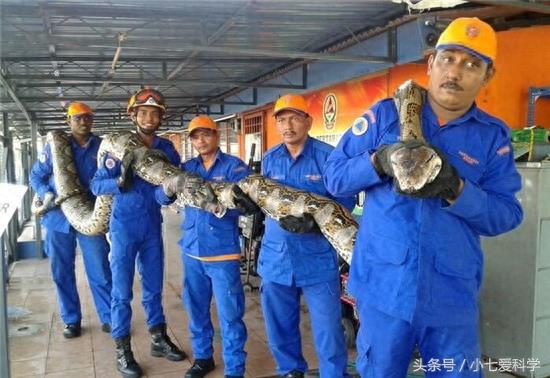 吉尼斯纪录世界最长的三条蛇：属于同一品种，它们的天敌只有人类