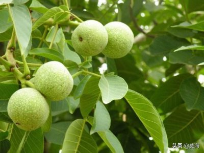 ​文玩核桃是怎样从青皮变成核桃的？