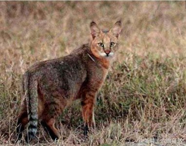 ​家猫最害怕的是它？被野狸子逮住的家猫竟乖乖束手就擒？