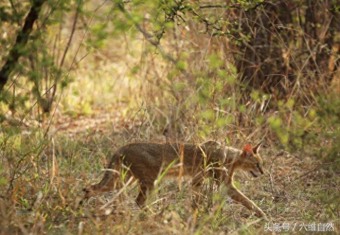 家猫最害怕的是它？被野狸子逮住的家猫竟乖乖束手就擒？