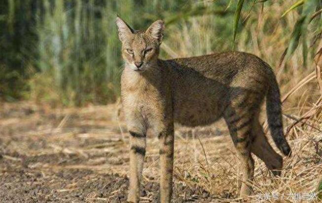 家猫最害怕的是它？被野狸子逮住的家猫竟乖乖束手就擒？