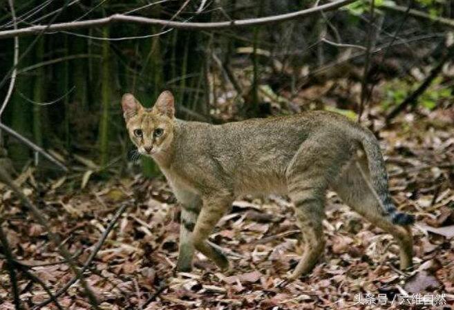 家猫最害怕的是它？被野狸子逮住的家猫竟乖乖束手就擒？