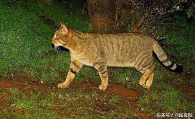 家猫最害怕的是它？被野狸子逮住的家猫竟乖乖束手就擒？