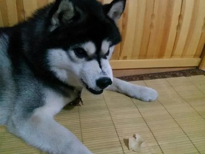 ​铲屎官必看：狗狗护食的原因和解决办法都在这了