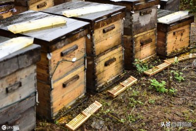 ​如何利用空蜂箱引来蜜蜂？老蜂农：用好这4点，诱蜂手到擒来