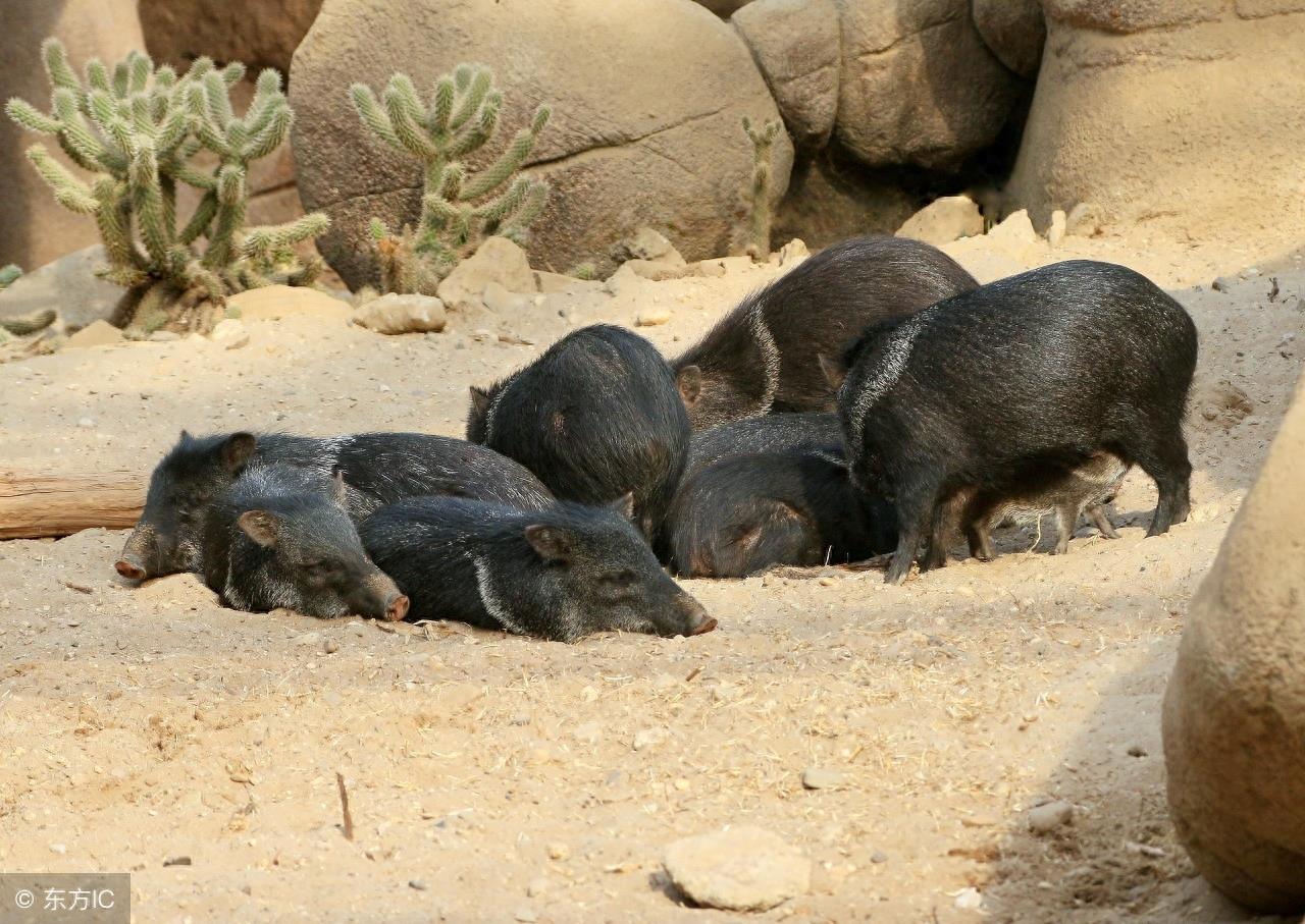 拥有特殊武器且好战的“小猪”西猯