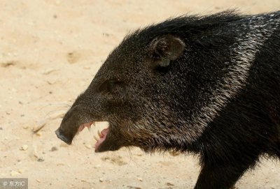 ​拥有特殊武器且好战的“小猪”西猯