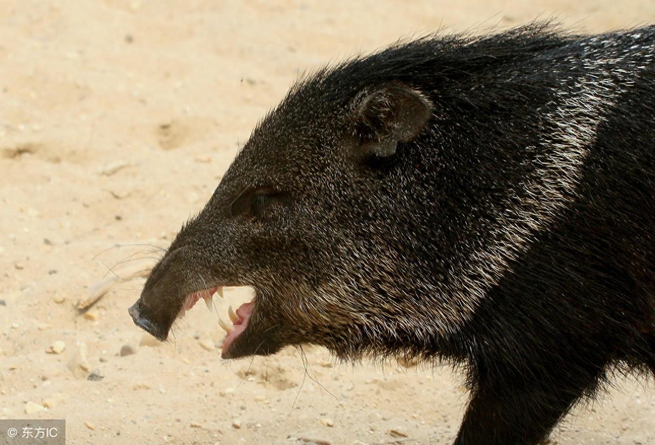 拥有特殊武器且好战的“小猪”西猯