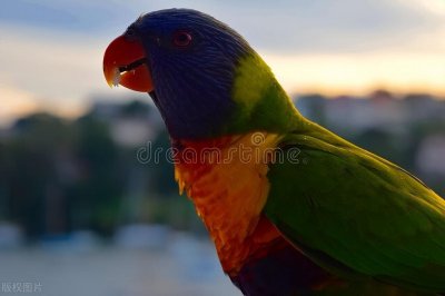 ​鹦鹉眼睛里面长了白膜怎么办