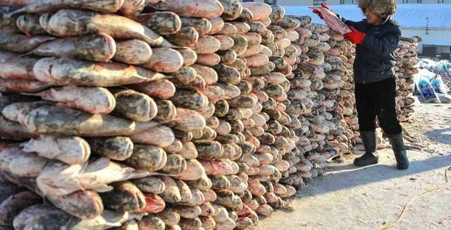 一条胖头鱼到了查干湖，身价飙涨1.5万倍！拍出近300万的天价