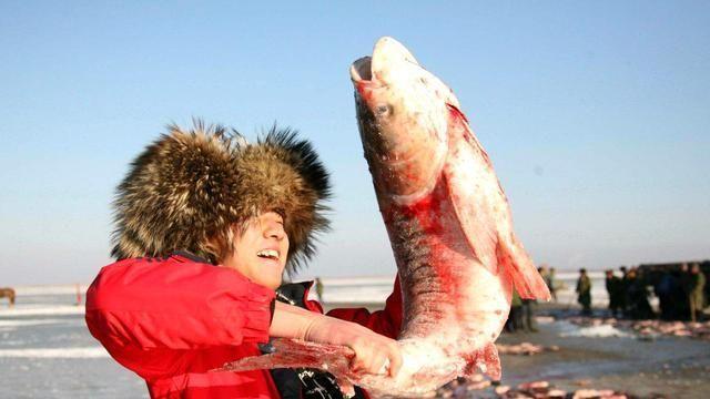 一条胖头鱼到了查干湖，身价飙涨1.5万倍！拍出近300万的天价