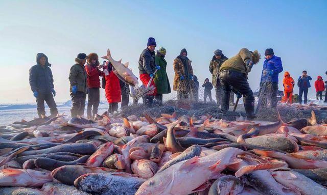 一条胖头鱼到了查干湖，身价飙涨1.5万倍！拍出近300万的天价