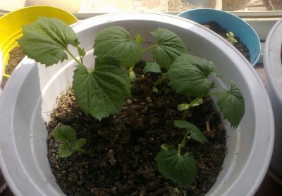 ​苦瓜育苗浸泡种子时间和方法（苦瓜籽怎么种容易出苗）