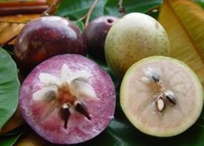 ​金星果的功效与作用(独特的热带水果——金星果)