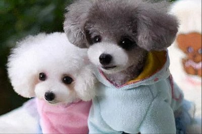 ​泰迪颜色有几种图片（哪个颜色的泰迪最品种最好）