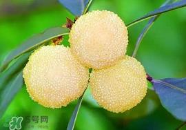 吃杨梅中毒怎么办？吃杨梅中毒的症状