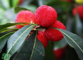 吃杨梅中毒怎么办？吃杨梅中毒的症状