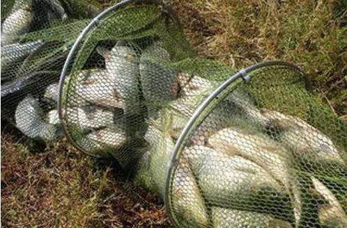 原塘饵料就那么神奇？黑坑钓鱼，必须得用？