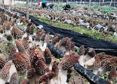 ​种植羊肚菌一亩地要多少成本费用？利润如何？