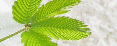 ​含羞草可以放室内吗?