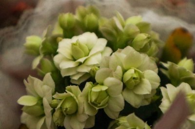 ​长寿花小苗怎么养，怎样长得快