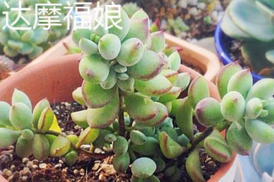 ​达摩福娘和乒乓福娘的区别