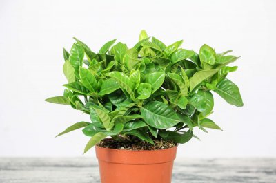 ​栀子花怎么修剪，栀子花修剪方法