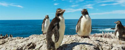 ​企鹅会飞么 企鹅会不会飞呢