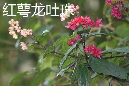 红萼龙吐珠