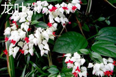 ​龙吐珠和红萼龙吐珠的区别